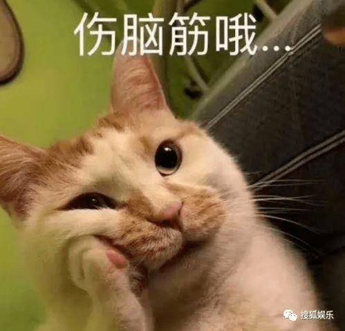 娱乐吃瓜酱不如猫,揭秘娱乐圈幕后那些事儿 第2张 娱乐吃瓜酱不如猫,揭秘娱乐圈幕后那些事儿 第2张