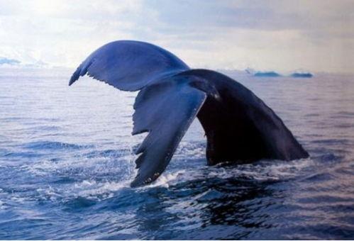 娱乐爆料鲸鱼事件是什么,鲸鱼事件揭秘,真相令人震惊! 第1张 娱乐爆料鲸鱼事件是什么,鲸鱼事件揭秘,真相令人震惊! 第1张